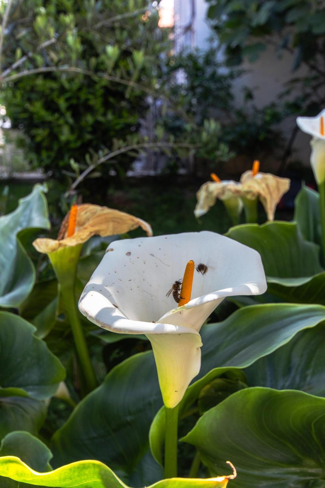 ספליט Marjan Hill 3-Br Apt,5 Guests Private Garden Near Beach מראה חיצוני תמונה